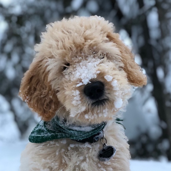 Meet your Posher, Abbie - Picture 1 of 1